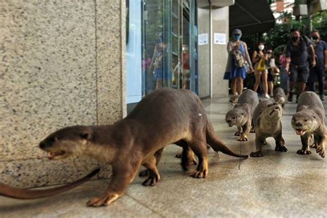 Singapore and its otters feature in new BBC Earth documentary .